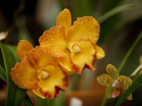 Queens Park - Orchid House - Holiday Byron Bay 0