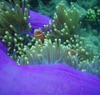 The Lady Bowen Dive Site - Holiday Byron Bay