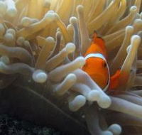 Flat Rock Dive Site
