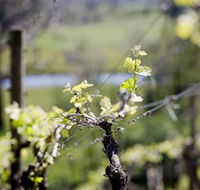 Coldstream Hills