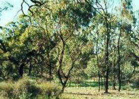 Leaghur State Park - Holiday Byron Bay 0