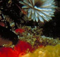 Point Cooke Marine Sanctuary - Holiday Byron Bay