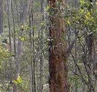 Heathcote-Graytown National Park - Holiday Byron Bay