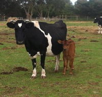 Animal Land Children's Farm - Holiday Byron Bay