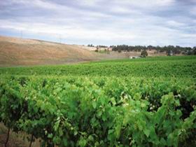 Uleybury Wines - Holiday Byron Bay 2