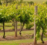 Mt Coghill Vineyard - Holiday Byron Bay