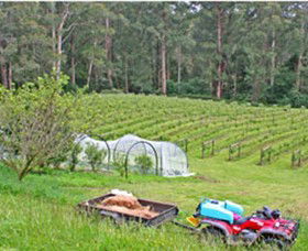 Peveril Vineyard/Beechy Berries - Holiday Byron Bay 1