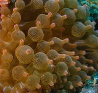 Coral Gardens Dive Site Mooloolaba - Holiday Byron Bay