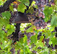  Murrumbateman Winery Company Pty Ltd  - Holiday Byron Bay