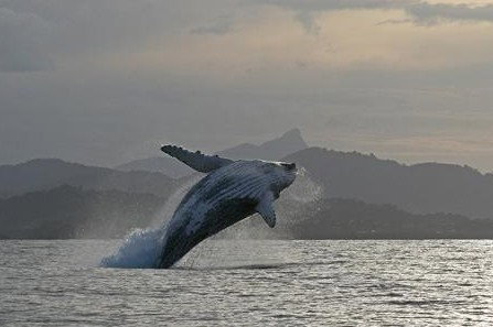 Byron Bay Whale Watching - Holiday Byron Bay 1