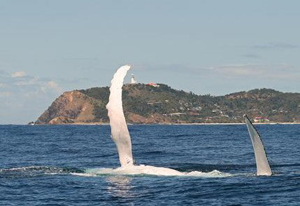 Byron Bay Whale Watching - Holiday Byron Bay 3