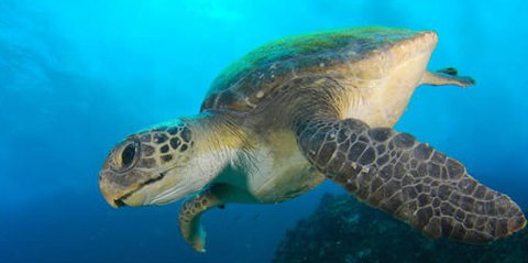 Byron Bay Dive Centre - Holiday Byron Bay 0