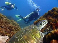 Byron Bay Dive Centre - Holiday Byron Bay 3
