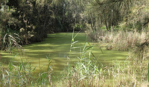 Second Ponds Creek Walk - Holiday Byron Bay 0