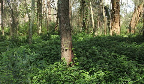 Second Ponds Creek Walk - Holiday Byron Bay 1