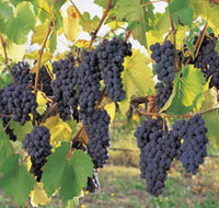 Hills Short Wine and Food Trail - Holiday Byron Bay