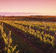 Ralph Fowler Wines - Holiday Byron Bay