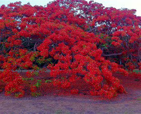 George Brown Darwin Botanic Gardens - Holiday Byron Bay 1