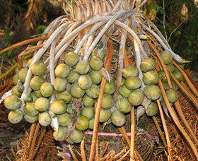 George Brown Darwin Botanic Gardens - Holiday Byron Bay 7