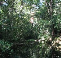 Wabunga Wayemba Charmillan Creek walking track