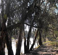 Mia Forest Drives Narrandera
