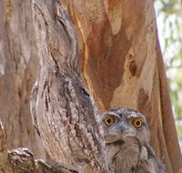 Bird Watching