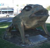 Big Cane Toad