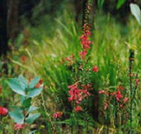 Enfield State Park - Holiday Byron Bay