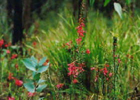 Enfield State Park - Holiday Byron Bay 0