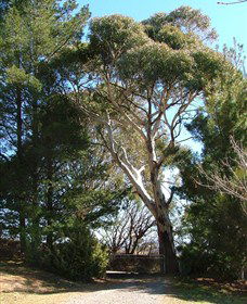 Habitat Vineyard - Holiday Byron Bay 1