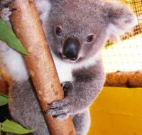Cooberrie Park Wildlife Sanctuary - Holiday Byron Bay