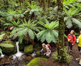 Baw Baw National Park - Holiday Byron Bay 0