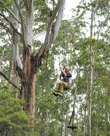 TreeTop Adventure Park Central Coast - Holiday Byron Bay 2