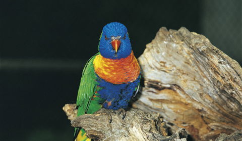 Wyrrabalong National Park - Holiday Byron Bay 1