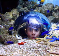 Sea Life Sunshine Coast - Holiday Byron Bay