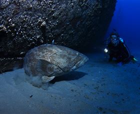 HMAS Brisbane Dive Site - Holiday Byron Bay 3