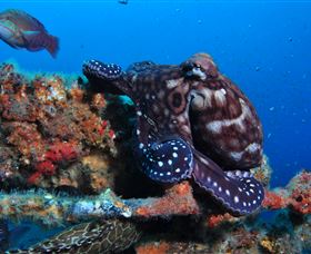 HMAS Brisbane Dive Site - Holiday Byron Bay 2
