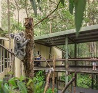 Daisy Hill Koala Centre - Holiday Byron Bay