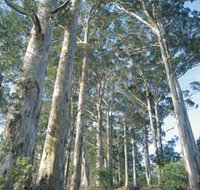 The Great Forest Trees Drive - Holiday Byron Bay
