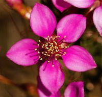 Flora