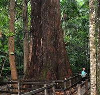 Bird Tree and Benaroon