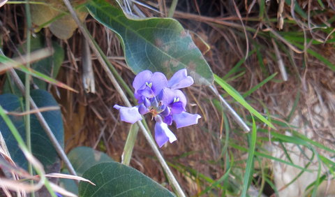 Broken Head Nature Reserve - Holiday Byron Bay 1