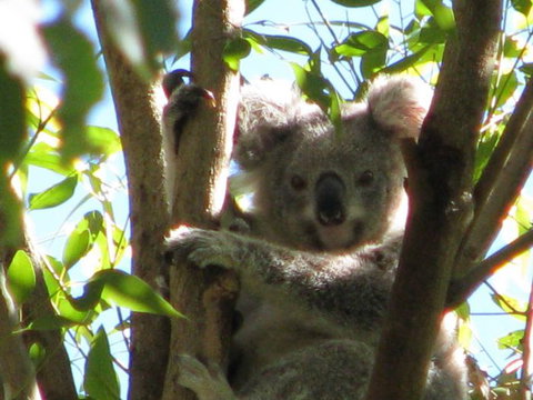 Vision Walks Eco Tours - Holiday Byron Bay 32