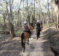 Silver Brumby Trails