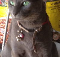 Pets and Saddles