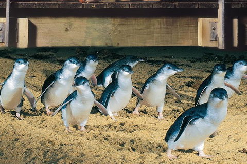 Half Day Phillip Island Penguin Parade PLUS Tour - Holiday Byron Bay 0