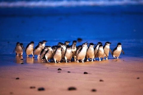 Half Day Phillip Island Penguin Parade PLUS Tour - Holiday Byron Bay 1