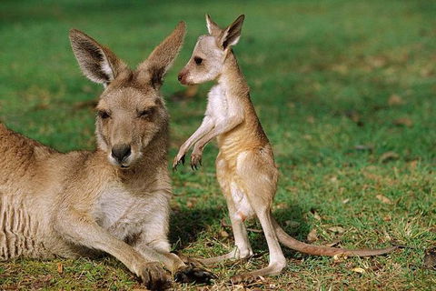 HEALESVILLE SANCTUARY ZOOBUS - MELBOURNE CITY RETURN - Holiday Byron Bay 0