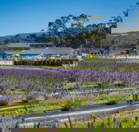 Private Tasman Peninsula Cruise Ship Tour from Port Arthur
