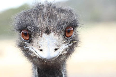 ZOODOO ZOO Tour, Meet The Famous Tasmanian Devil, Cuddle A Kangaroo, Feed A Lion - Holiday Byron Bay 1